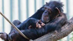 [:es]To Communicate With Apes, We Must Do It On Their Terms[:]