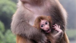 [:es]Los monos que están ayudando a curar a la humanidad con CRISPR[:]
