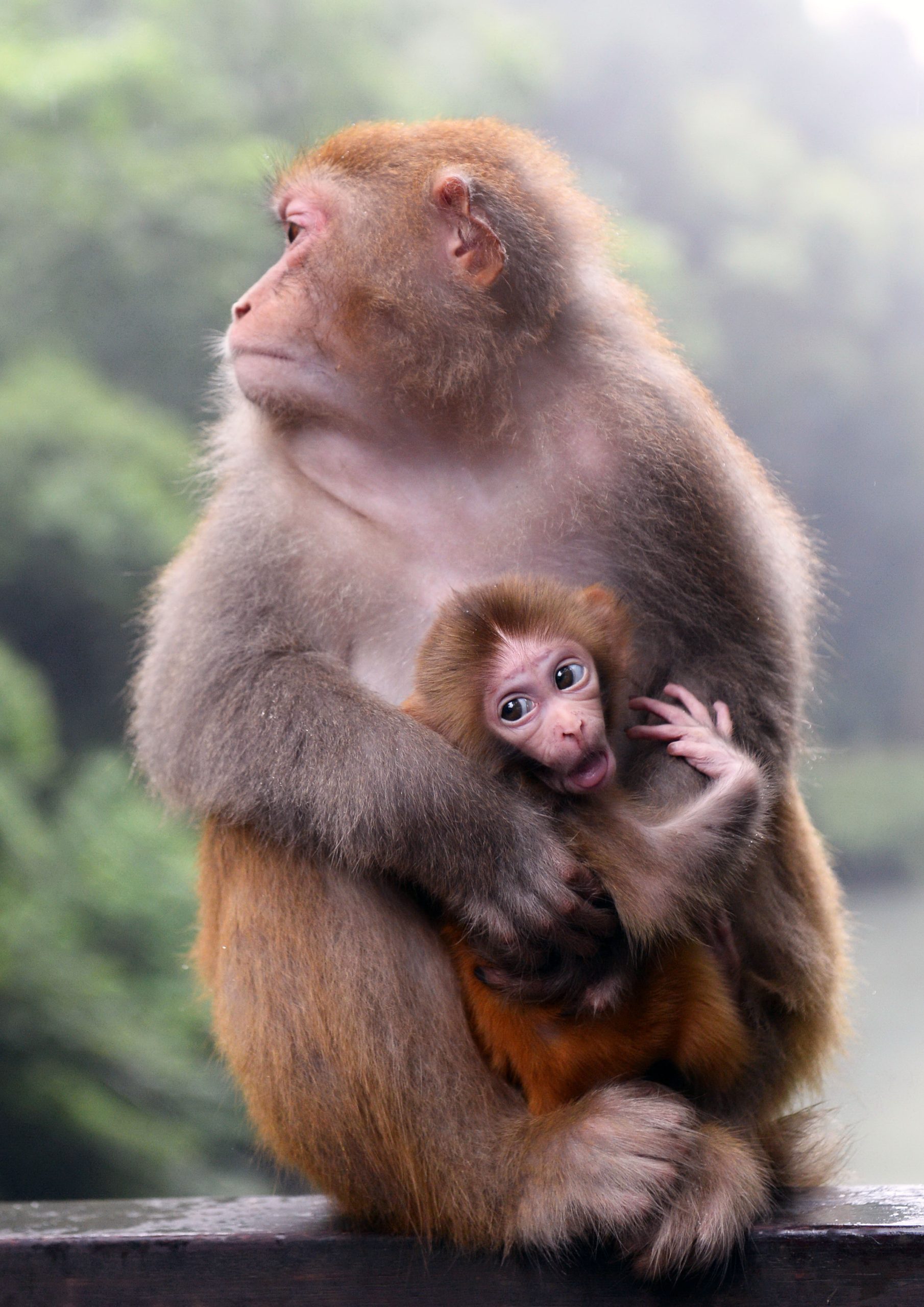 [:es]Los monos que están ayudando a curar a la humanidad con CRISPR[:]
