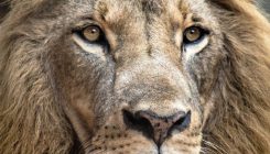 [:es]La fotogenia puede acabar con los leones[:]
