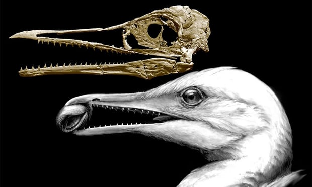 [:es] Fossil sheds light on evolutionary journey from dinosaur to bird[:]