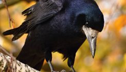 [:es]Los pájaros son mucho más listos de lo que pensamos[:]