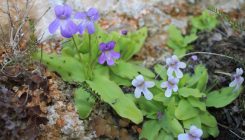 [:es]Descubren una nueva planta carnívora en España[:]