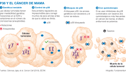 [:es]Las células tumorales esquivan la muerte por una reparación “in extremis” de su ADN[:]