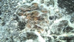 [:es]Una bacteria volcánica de Canarias en el Top 10 de nuevas especies de 2017[:]