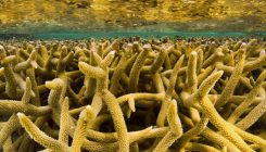 [:es]The Great Barrier Reef has had five near-death experiences in the past 30,000 years[:]