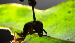 [:es]El hongo que transforma a las hormigas en zombis cambió su forma de morder[:]