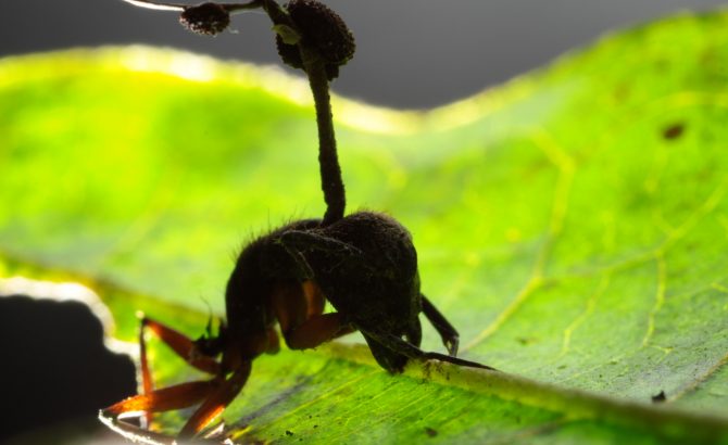 [:es]El hongo que transforma a las hormigas en zombis cambió su forma de morder[:]