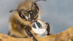 [:es]Bees understand the concept of zero[:]