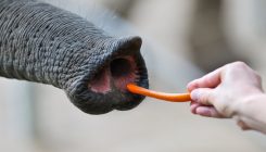 [:es]The Elephant’s Superb Nose[:]