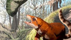 [:es]Big Discovery in a Tiny Mammal-Like Skull Found Under a Dinosaur’s Foot[:]