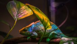 [:es]El camaleón inspira un nuevo nanoláser que cambia de color[:]
