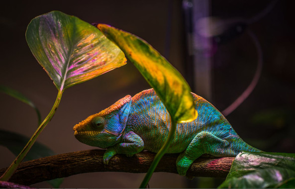 [:es]El camaleón inspira un nuevo nanoláser que cambia de color[:]