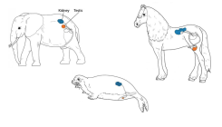 [:es]Una historia evolutiva de los testículos [:]