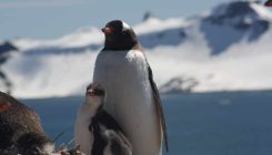 [:es]Pingüinos en la Antártida, testigos de excepción del cambio global [:]
