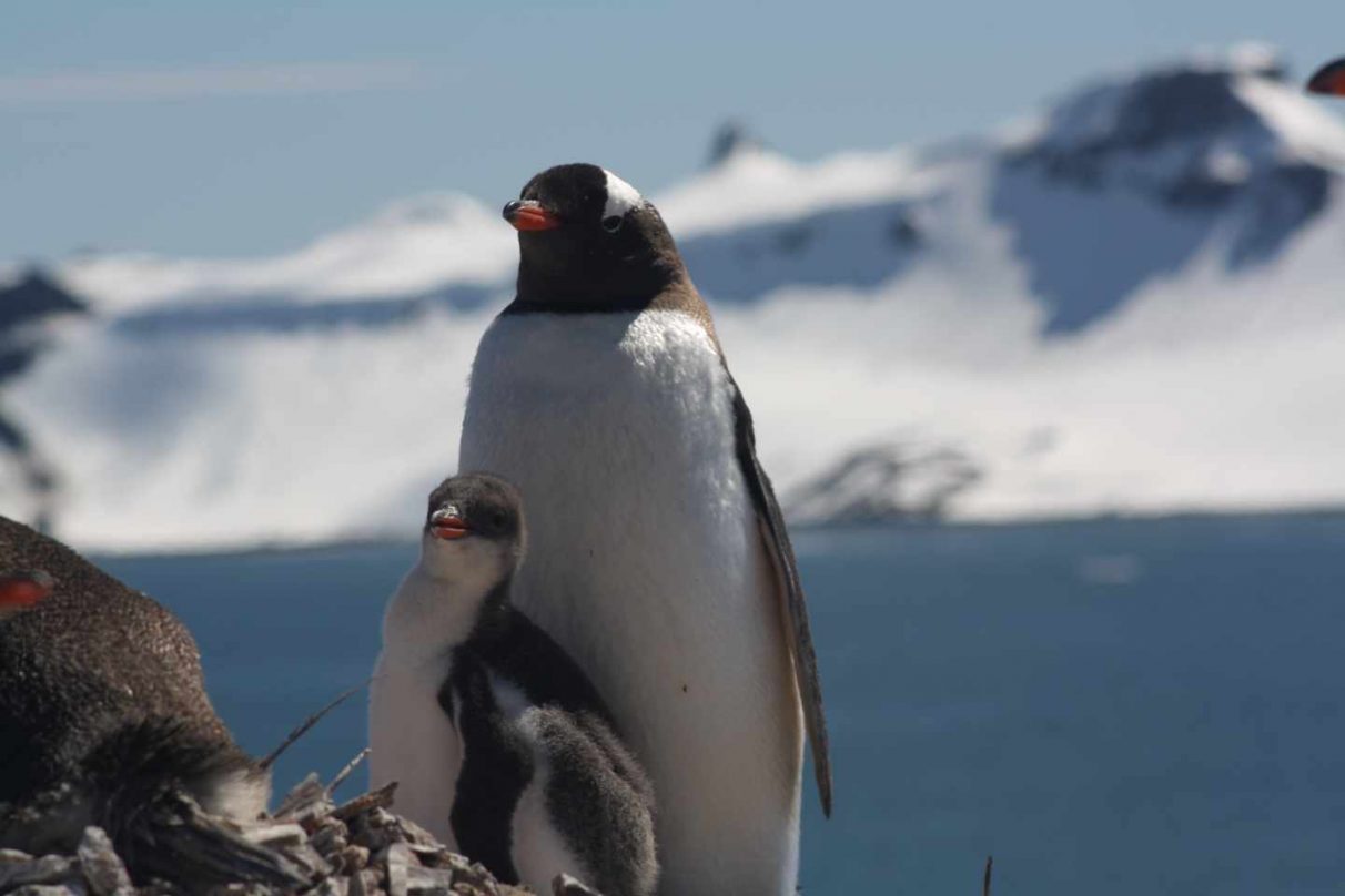 [:es]Pingüinos en la Antártida, testigos de excepción del cambio global [:]