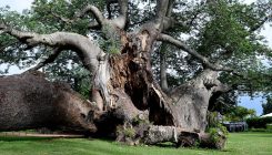 [:es]Africa’s strangest trees are stranger than thought—and they’re dying mysteriously[:]