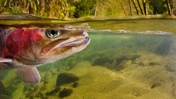 [:es]This saltwater trout evolved to live in freshwater—in just 100 years[:]