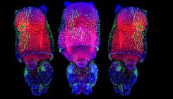 [:es] The momentous transition to multicellular life may not have been so hard after all[:]