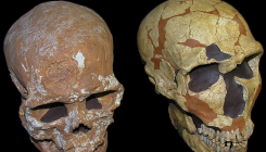 [:es]Los neandertales tuvieron mayor agudeza visual que los sapiens [:]