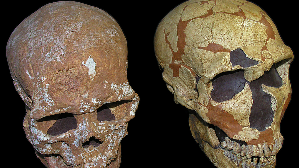 [:es]Los neandertales tuvieron mayor agudeza visual que los sapiens [:]