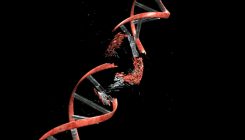 [:es]Potential DNA damage from CRISPR has been ‘seriously underestimated’ [:]