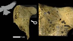 [:es]Arranoak, otsoak eta katamotzak, Axlorreko neandertalen jaki[:]
