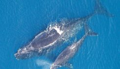 [:es]La ballena franca y la gris habitaban el Mediterráneo en la época romana[:]