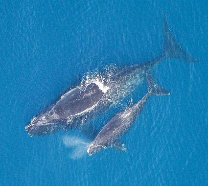 [:es]La ballena franca y la gris habitaban el Mediterráneo en la época romana[:]