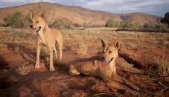 [:es]A fence built to keep out wild dogs has dramatically altered the Australian landscape[:]