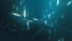 [:es]Swarming Bacteria Create an ‘Impossible’ Superfluid[:]