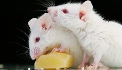[:es]The right diet can boost potency of cancer drugs[:]