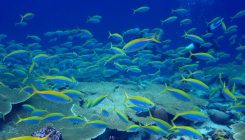 [:es]Rat Infestation Takes a Toll on Nearby Coral Reefs[:]