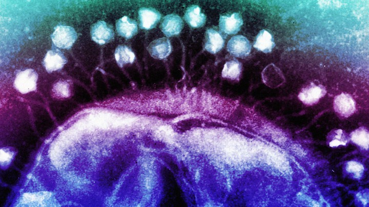 [:es]How Viruses Cooperate to Defeat CRISPR[:]