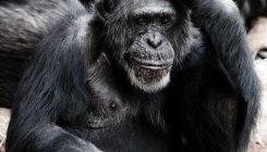 [:es]La inteligencia da lugar a nuevas especies[:]