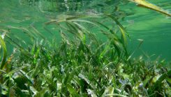 [:es]The value of seagrass in securing a sustainable planet [:]