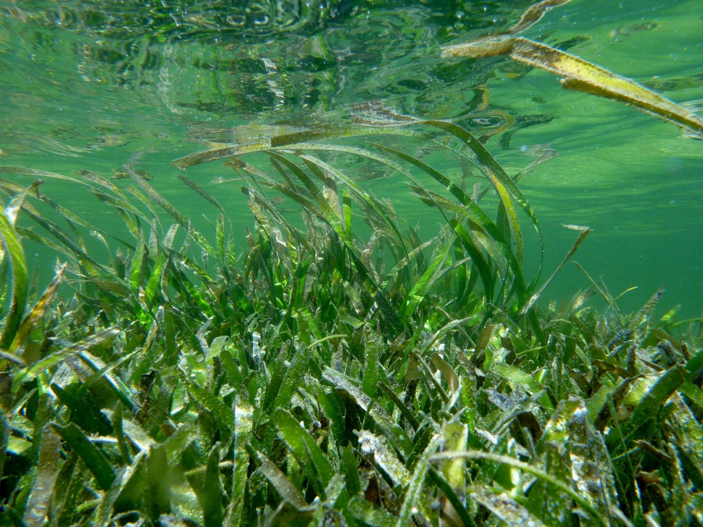 [:es]The value of seagrass in securing a sustainable planet [:]