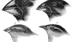 [:es]Origin of the species: where did Darwin’s finches come from? [:]