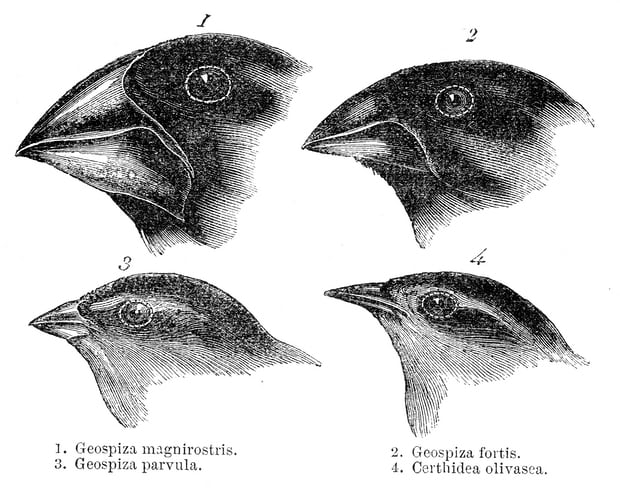 [:es]Origin of the species: where did Darwin’s finches come from? [:]