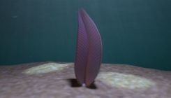 [:es]These half-billion-year-old creatures were animals—but unlike any known today[:]