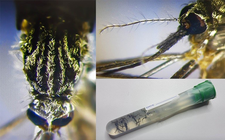 [:es]Detectado en Asturias un nuevo mosquito invasor de origen asiático [:]