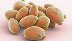 [:es]Entire yeast genome squeezed into one lone chromosome[:]