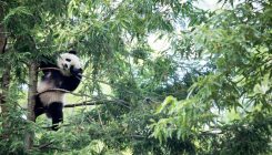 [:es]Decoding Pandas’ Come-Hither Calls[:]