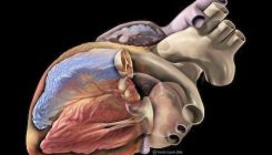 [:es]El acortamiento de los telómeros en las células musculares cardiacas es característico de las miocardiopatías genéticas[:]