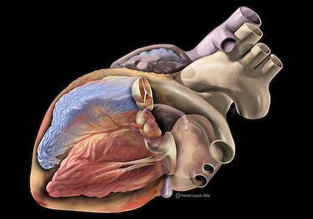 [:es]El acortamiento de los telómeros en las células musculares cardiacas es característico de las miocardiopatías genéticas[:]