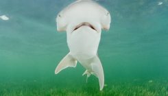 [:es]First known omnivorous shark species identified [:]