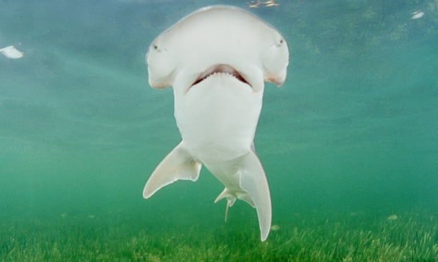 [:es]First known omnivorous shark species identified [:]