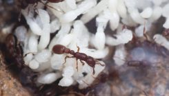 [:es]How Insulin Helped Create Ant Societies[:]