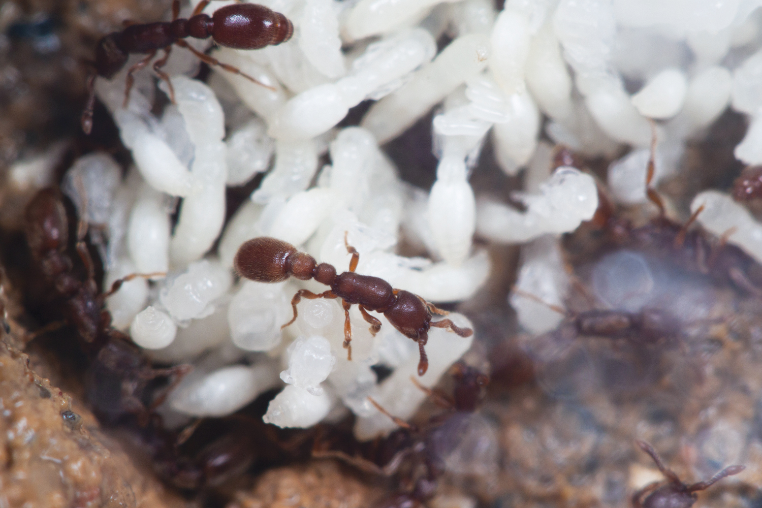 [:es]How Insulin Helped Create Ant Societies[:]
