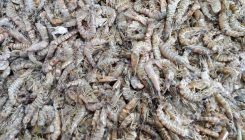 [:es]Cambio climático: los pescadores detectan especies tropicales en el Mediterráneo[:]